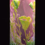 14 California Poppy #8