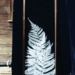 17 Fern commission